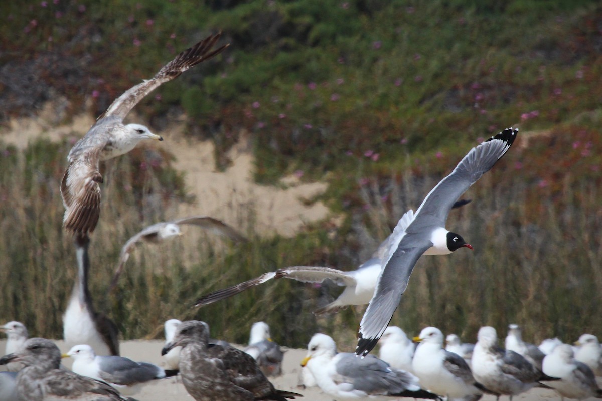 Mouette de Franklin - ML636323933