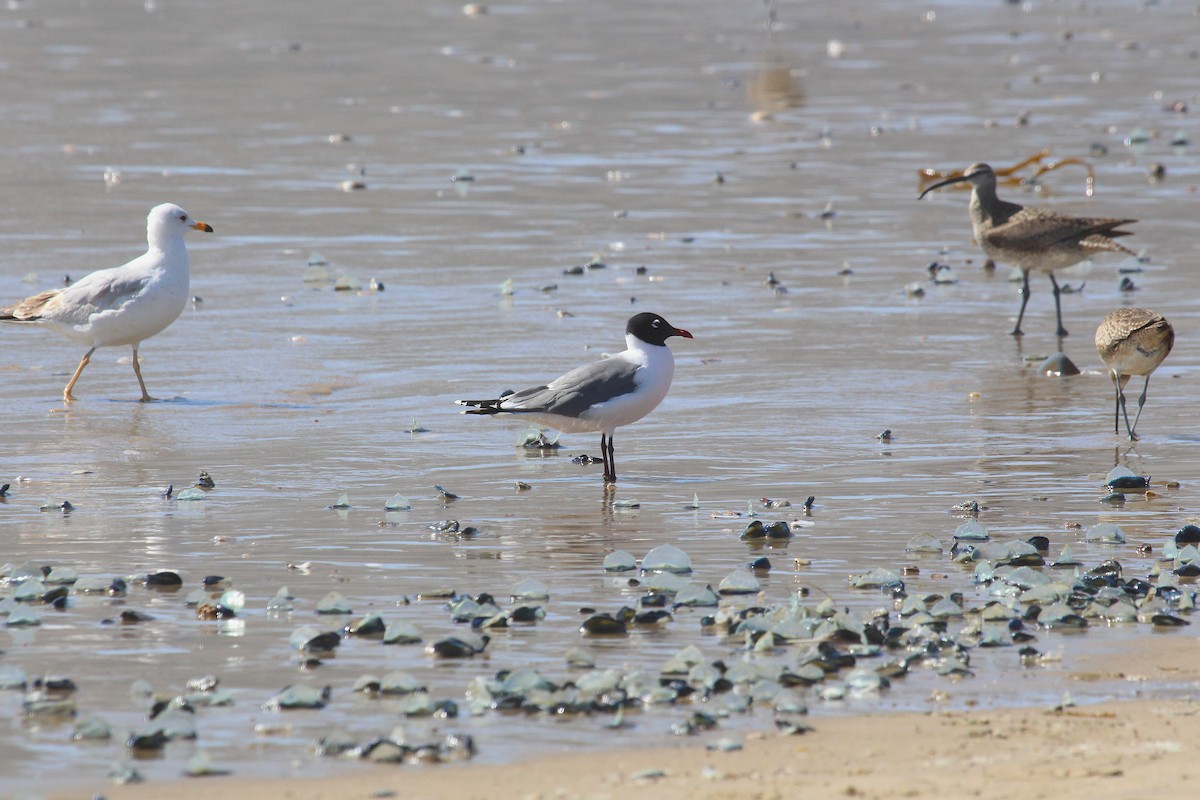 Mouette de Franklin - ML636323934
