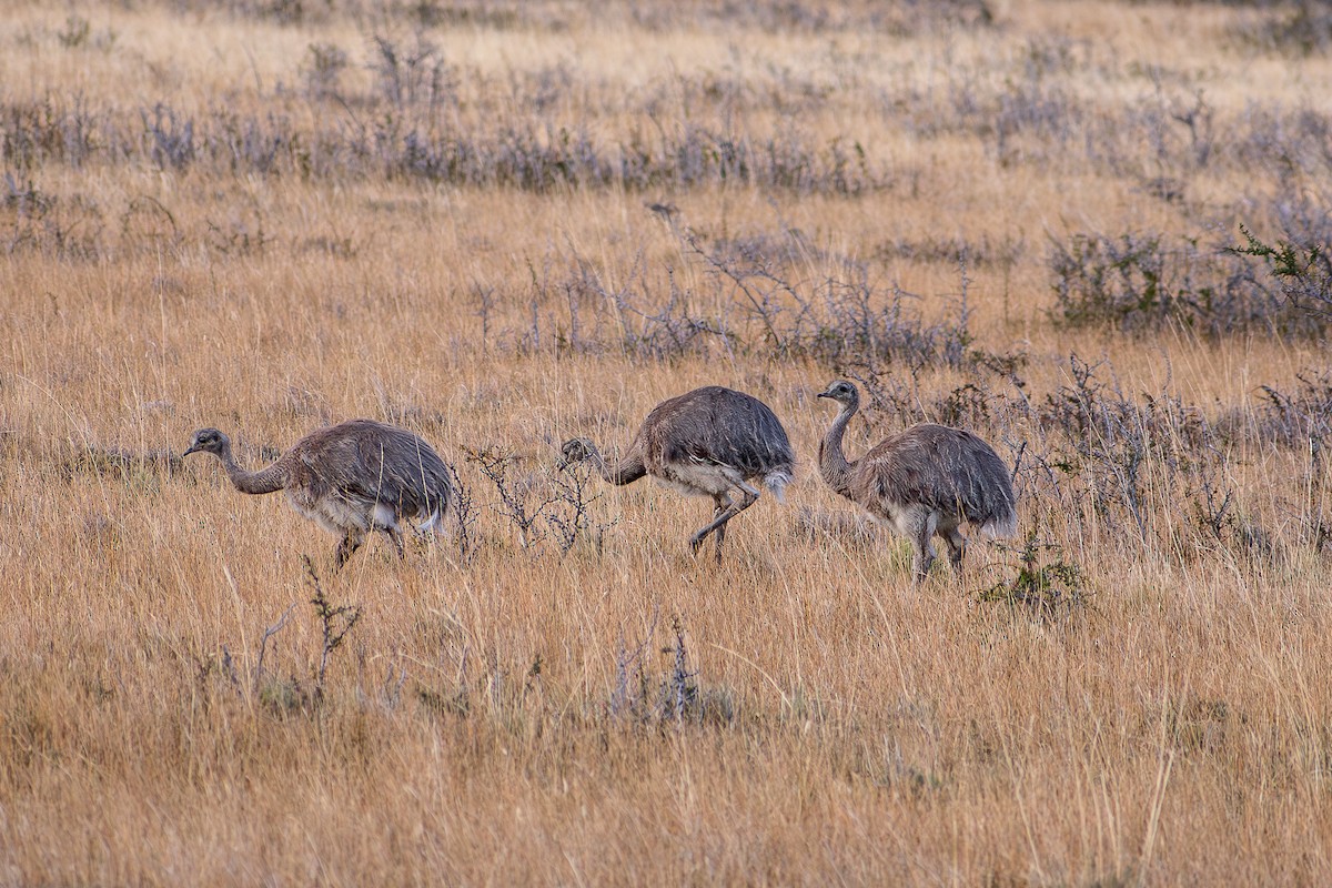 Lesser Rhea - ML636323937