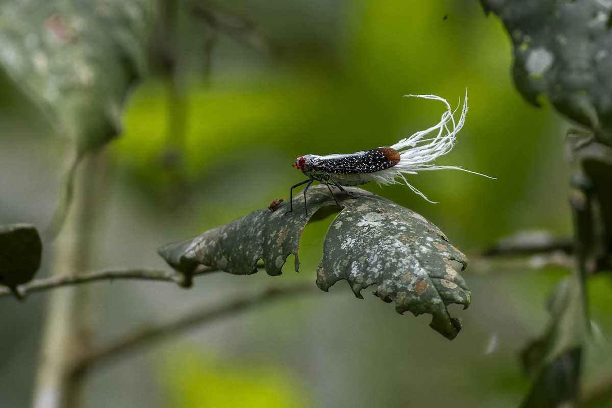 Insects - ML636323962