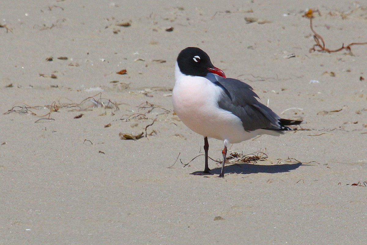 Mouette de Franklin - ML636323975