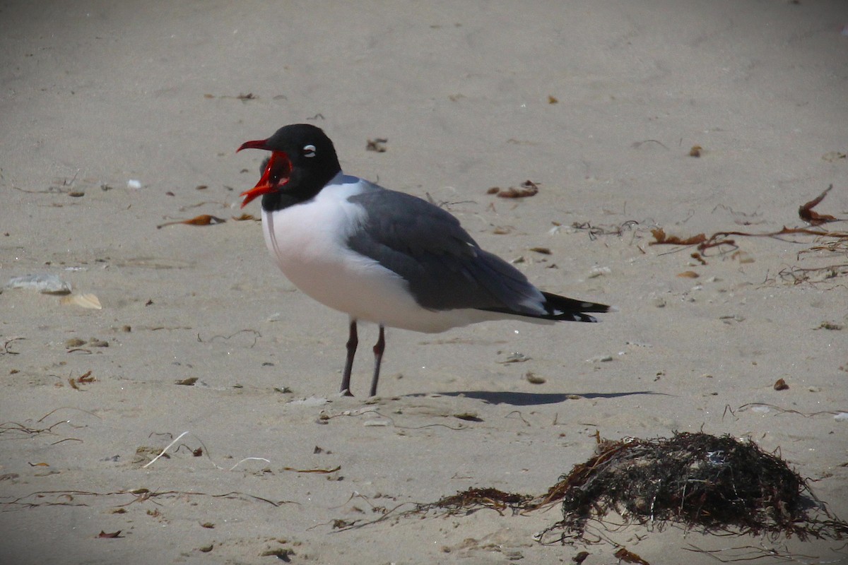 Mouette de Franklin - ML636323976