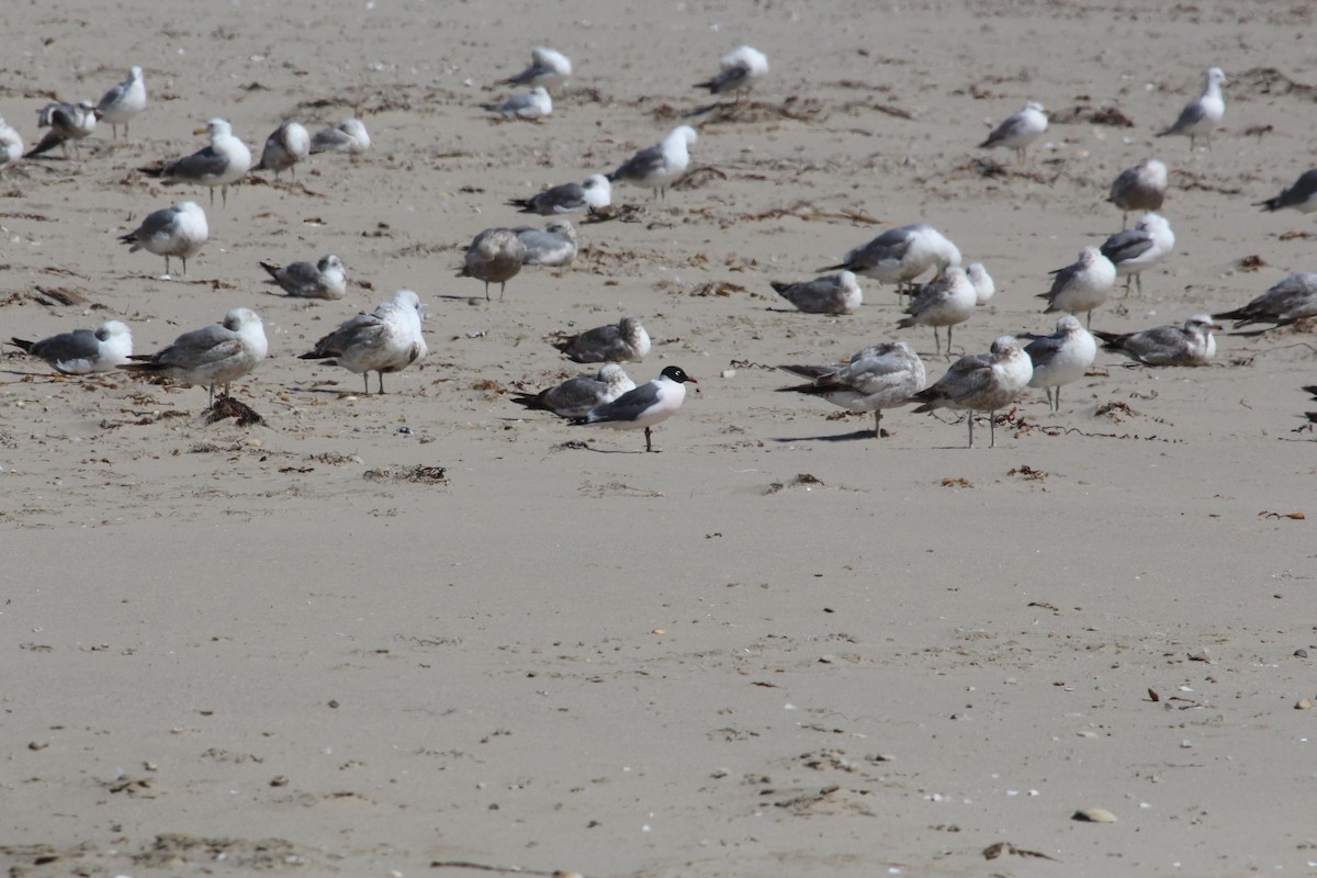 Mouette de Franklin - ML636323978