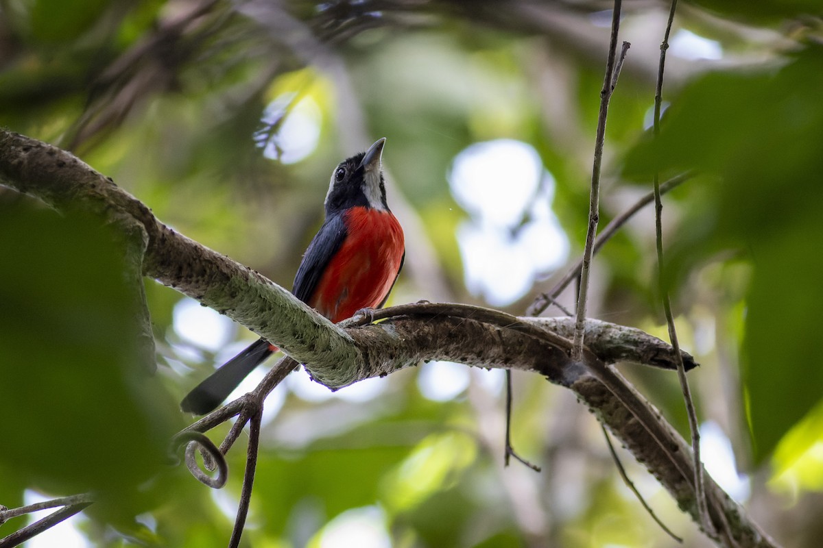 Rose-breasted Chat - ML636323989