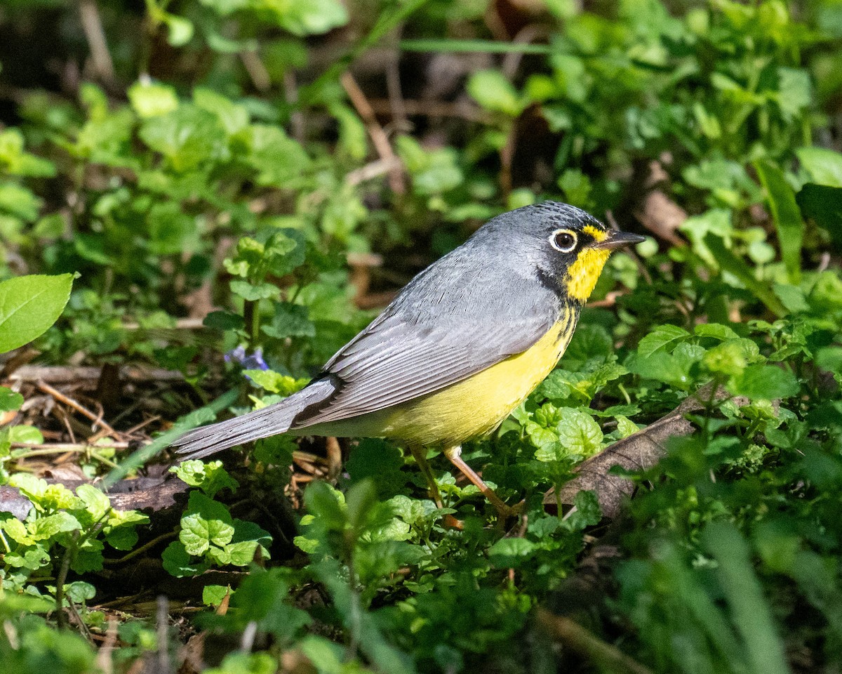 Canada Warbler - ML636324036