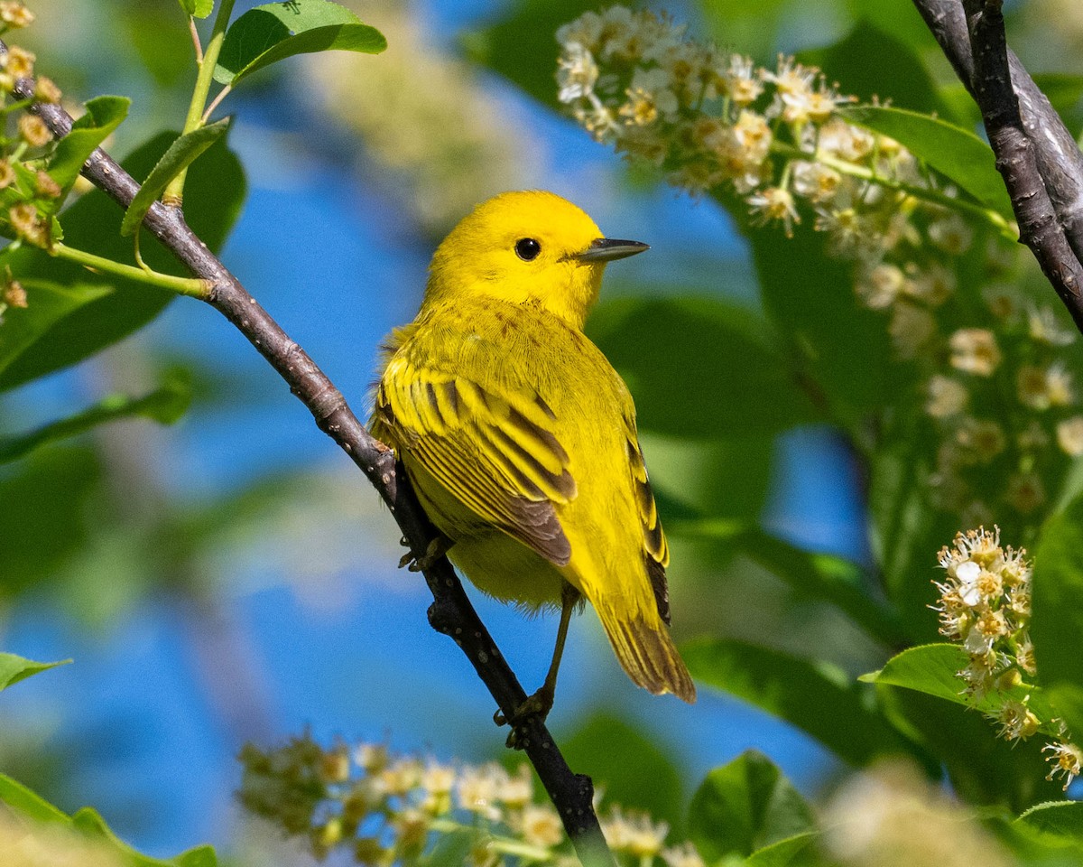 Northern Yellow Warbler - ML636324043