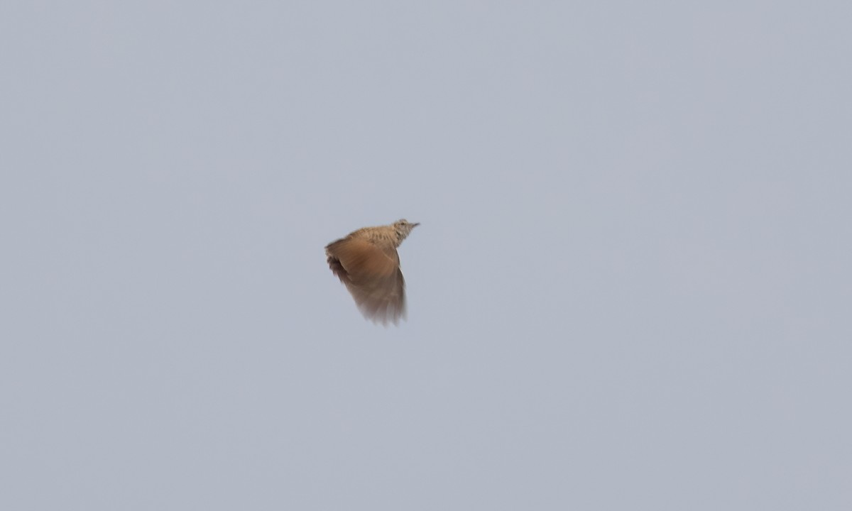 Fawn-colored Lark (Foxy) - ML636324063