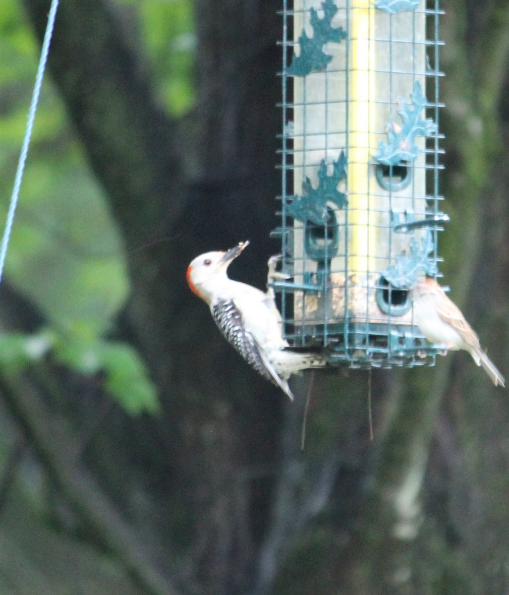 Red-bellied Woodpecker - ML636324066