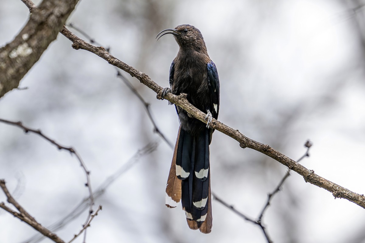Common Scimitarbill - ML636324068