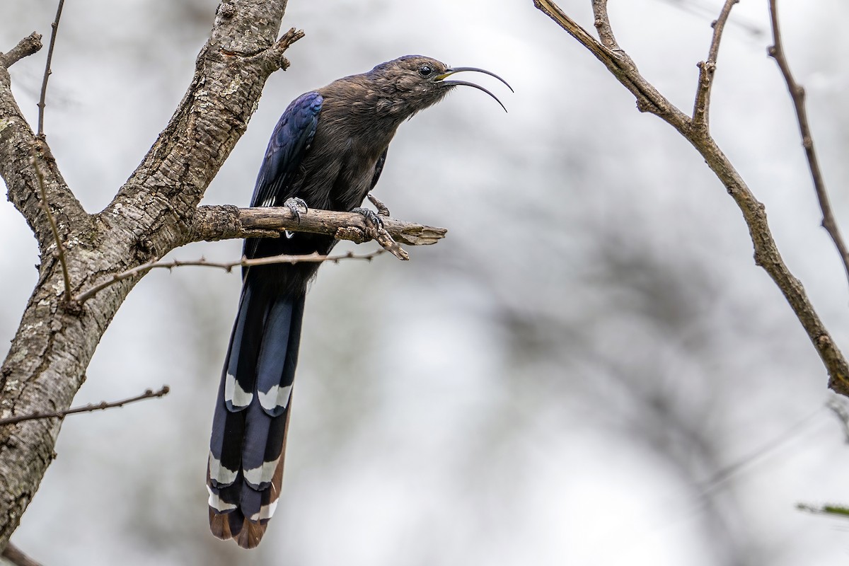 Common Scimitarbill - ML636324069