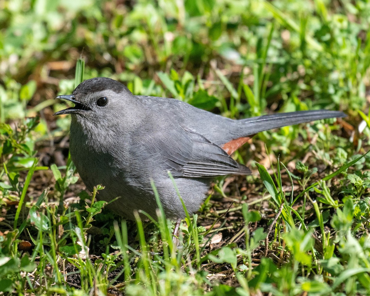 Gray Catbird - ML636324079