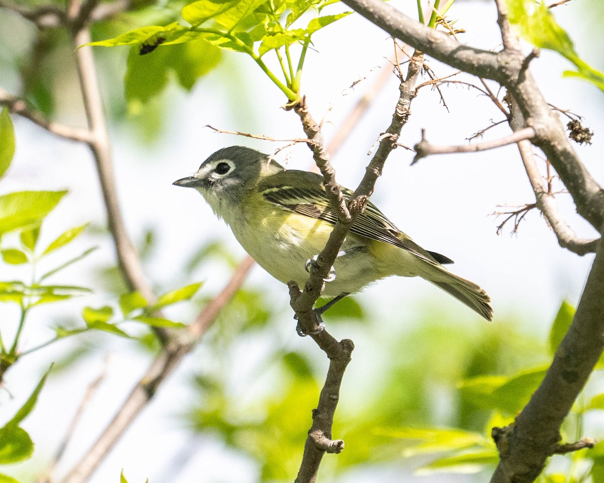 Blue-headed Vireo - ML636324093