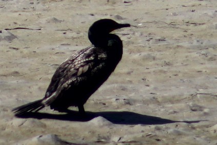 Double-crested Cormorant - ML636324095