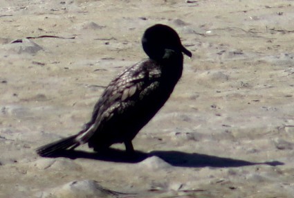 Double-crested Cormorant - ML636324096
