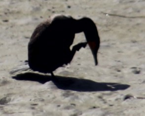 Double-crested Cormorant - ML636324097
