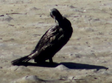 Double-crested Cormorant - ML636324098