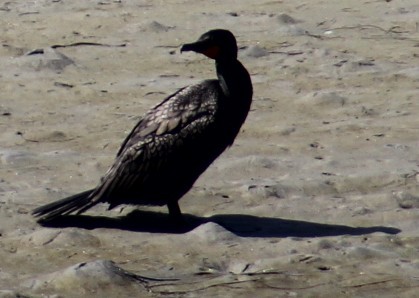 Double-crested Cormorant - ML636324099