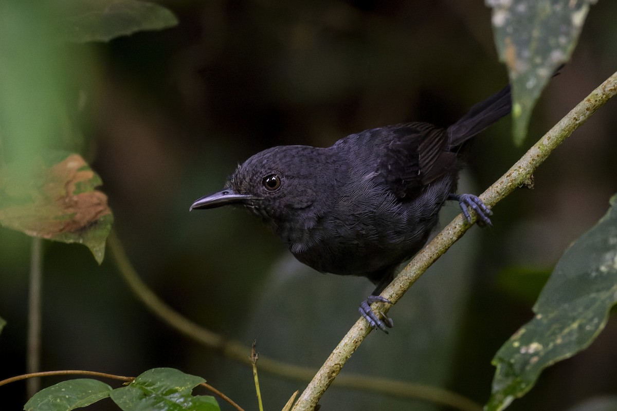 Blackish Antbird - ML636324122