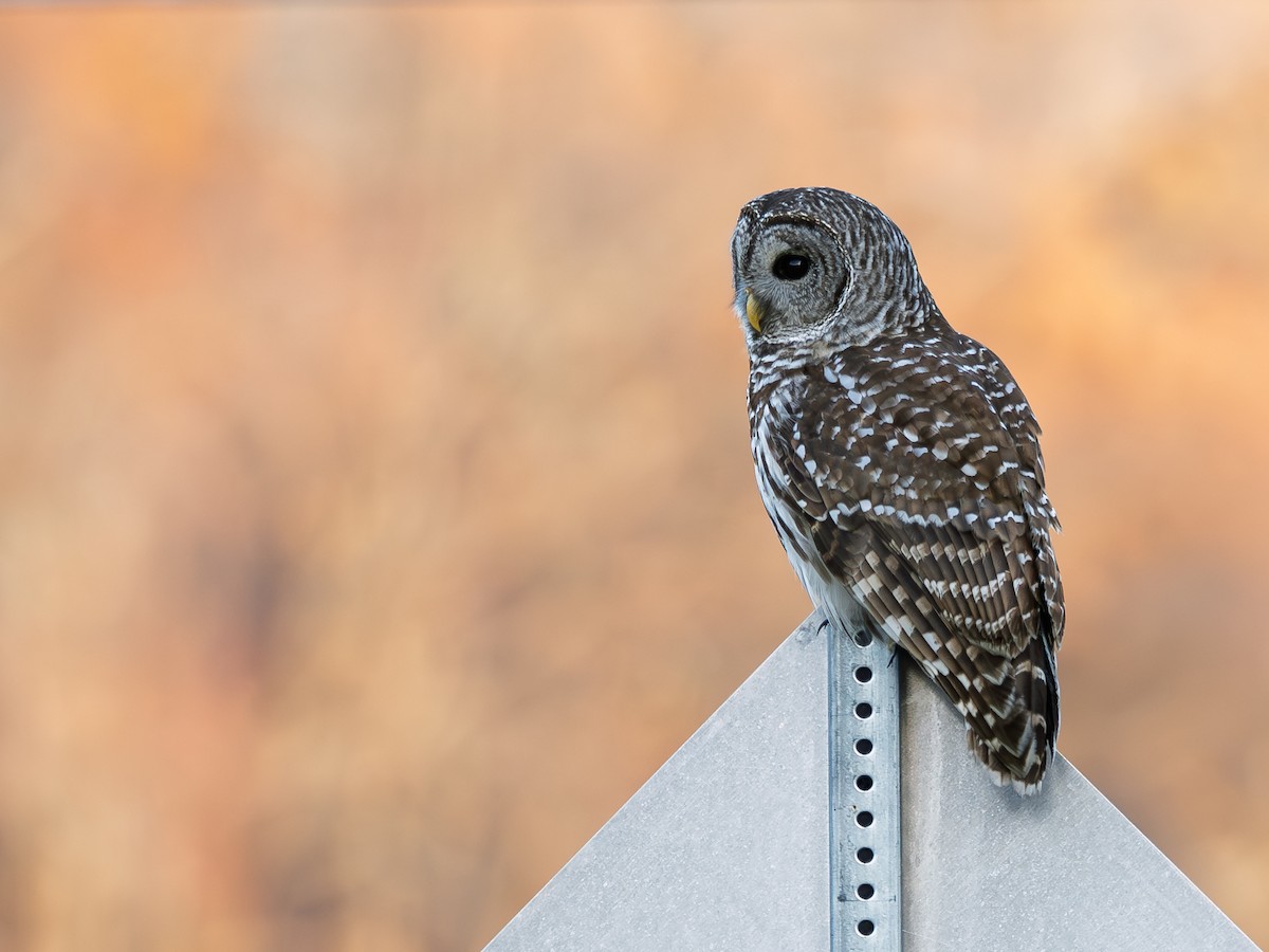 Barred Owl - ML636324127