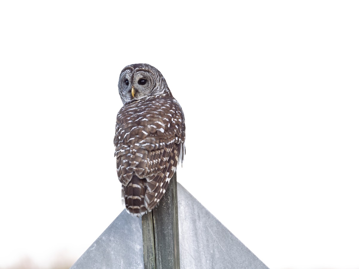 Barred Owl - ML636324128