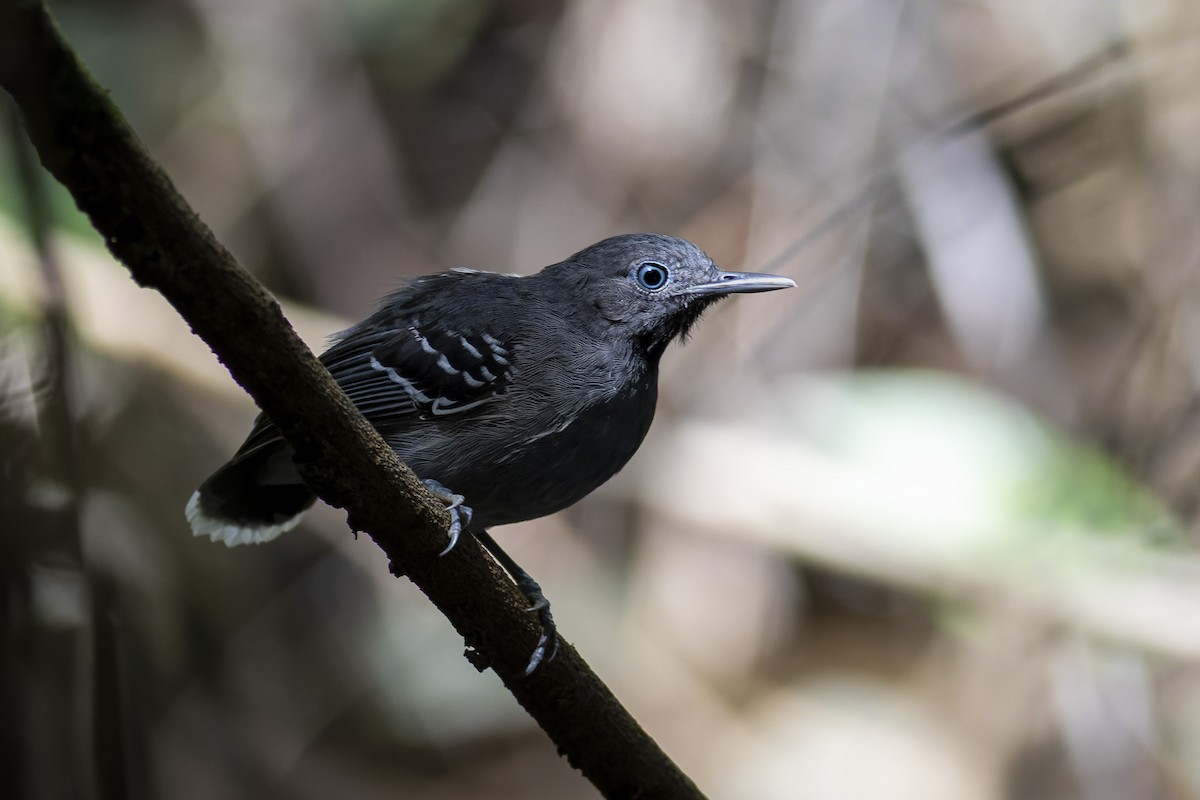 Band-tailed Antbird - ML636324142
