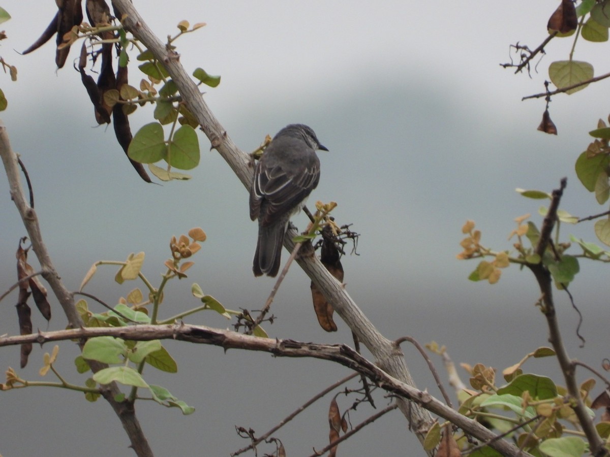Black-headed Cuckooshrike - ML636324195