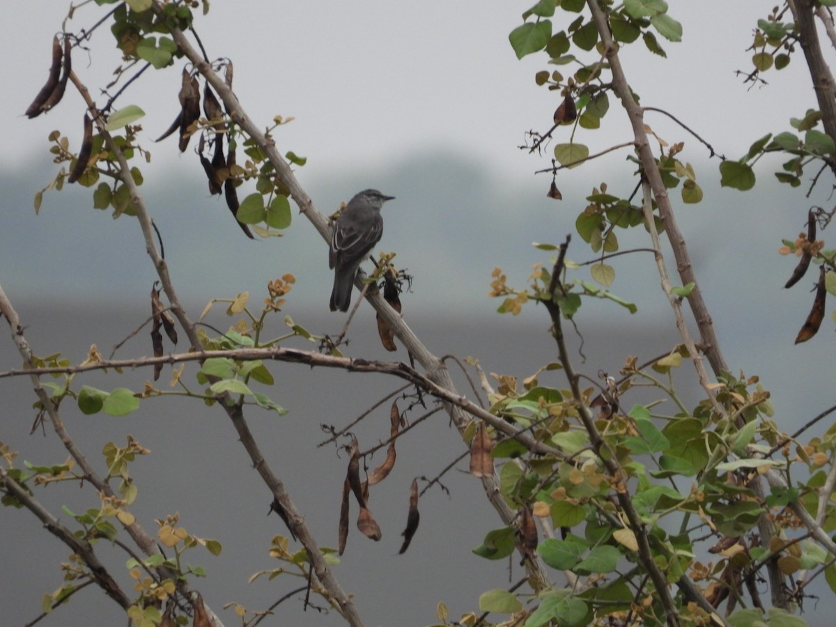 Black-headed Cuckooshrike - ML636324196