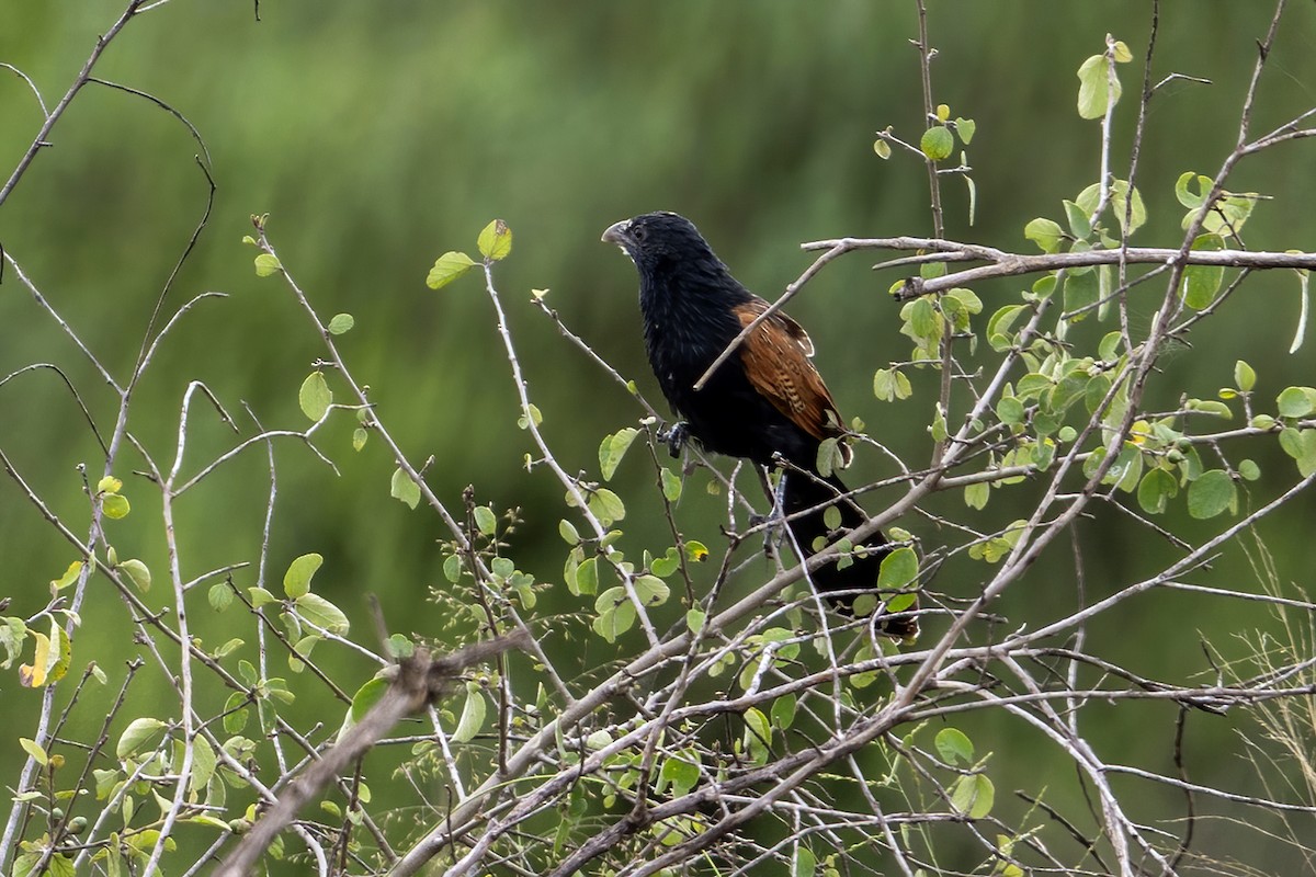 Black Coucal - ML636324237
