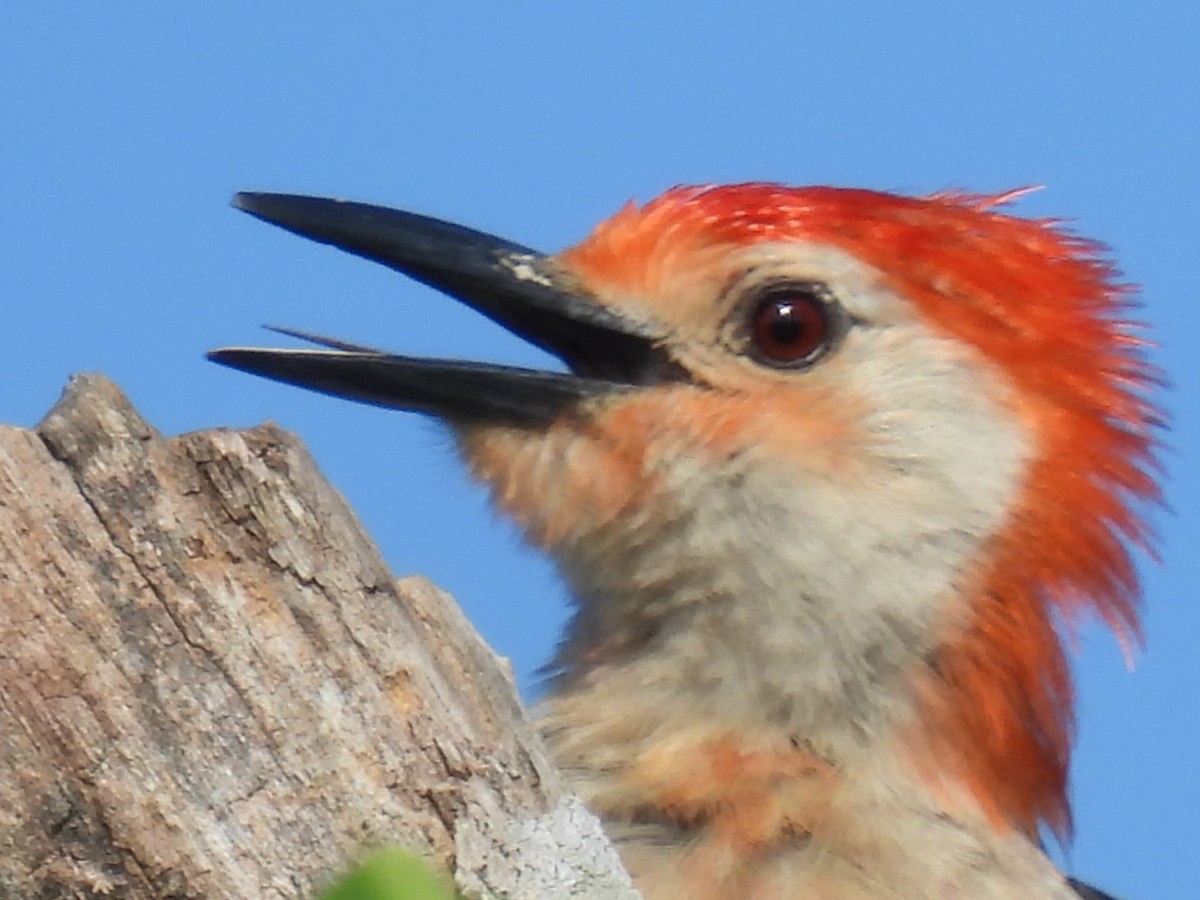 Red-bellied Woodpecker - ML636324350
