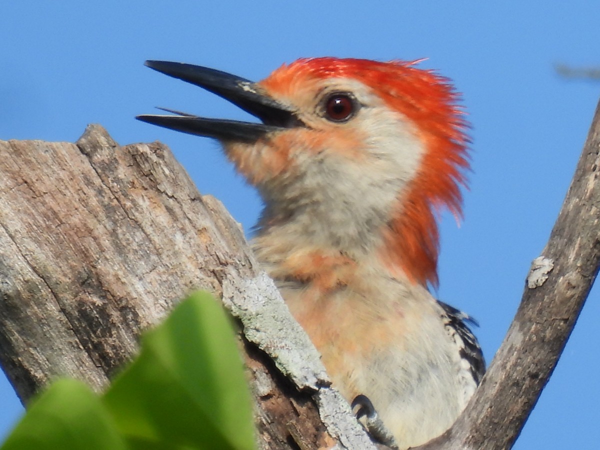 Red-bellied Woodpecker - ML636324354