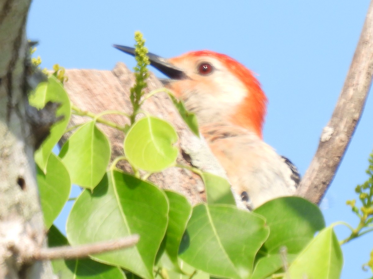 Red-bellied Woodpecker - ML636324357