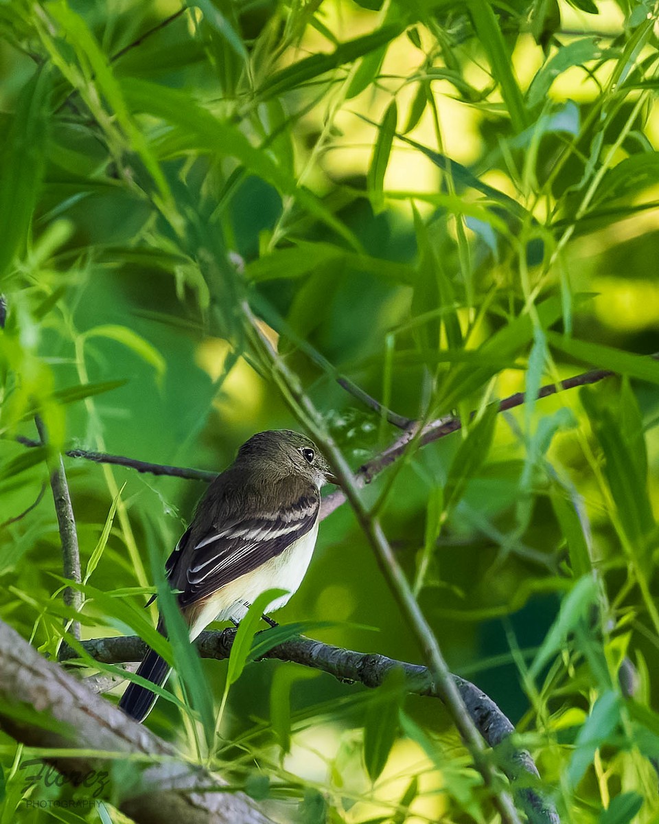 Alder Flycatcher - ML636324529