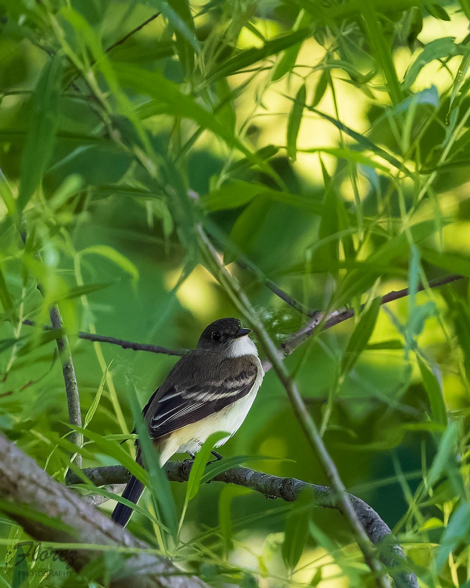 Alder Flycatcher - ML636324531
