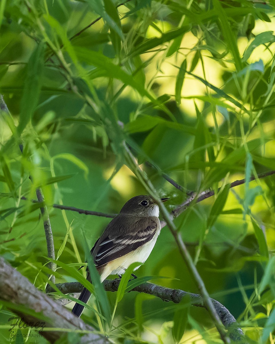 Alder Flycatcher - ML636324532