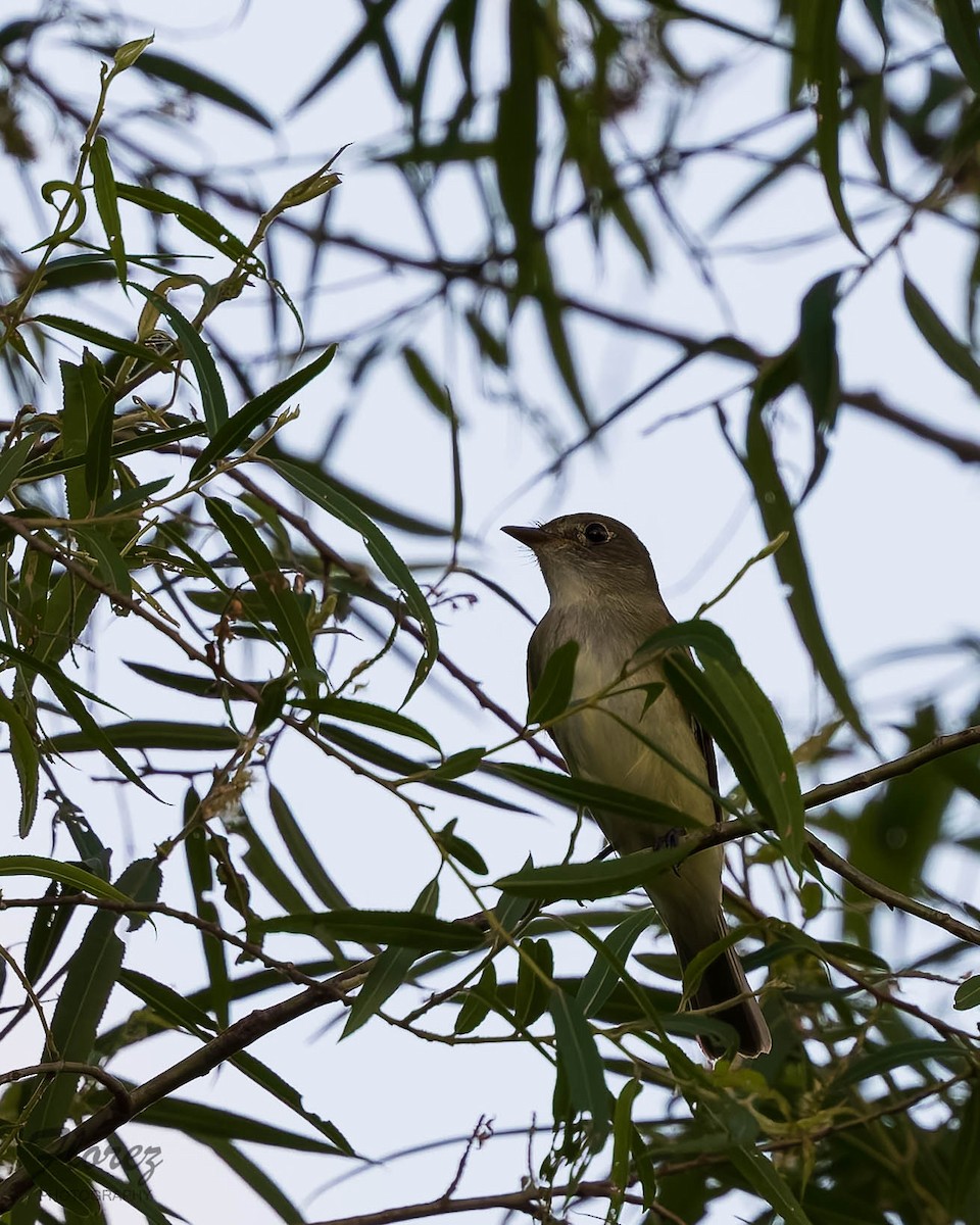 Alder Flycatcher - ML636324534