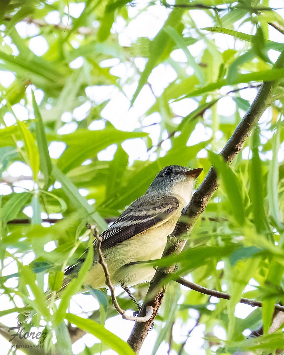 Alder Flycatcher - ML636324537