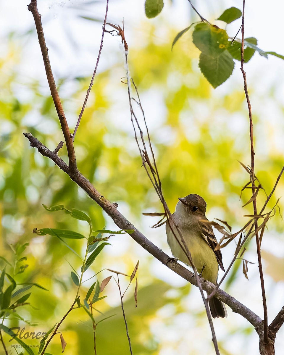 Alder Flycatcher - ML636324539