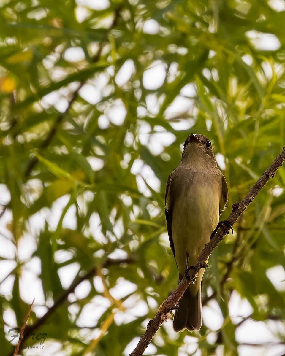 Alder Flycatcher - ML636324540