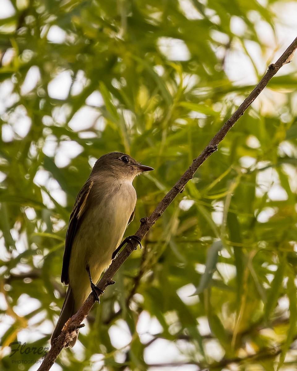 Alder Flycatcher - ML636324541