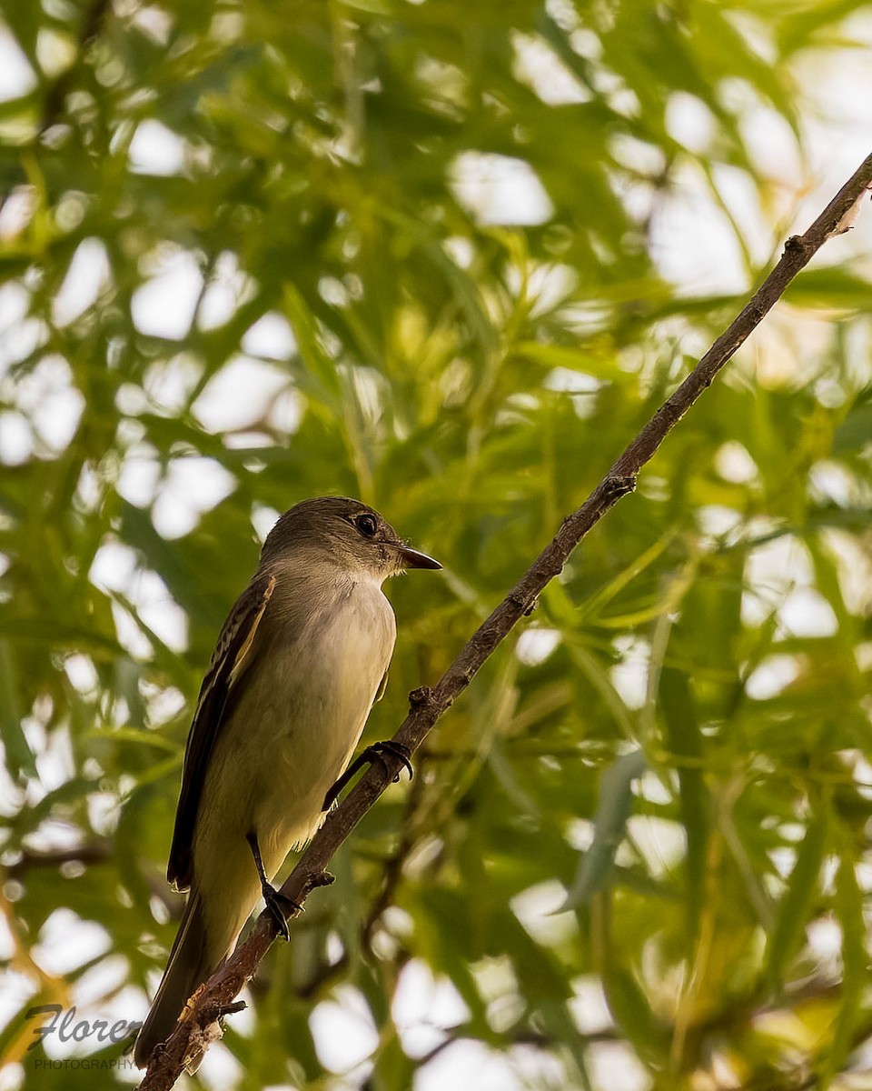 Alder Flycatcher - ML636324542