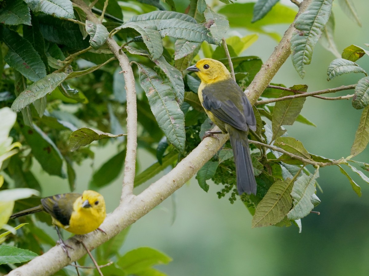 Yellow-headed Brushfinch - ML636324597
