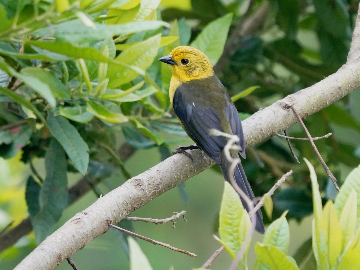 Yellow-headed Brushfinch - ML636324598
