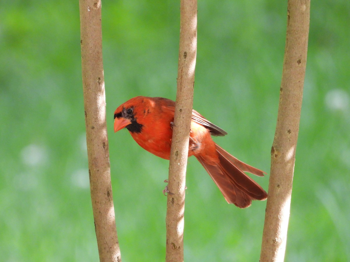 Northern Cardinal - ML636324601
