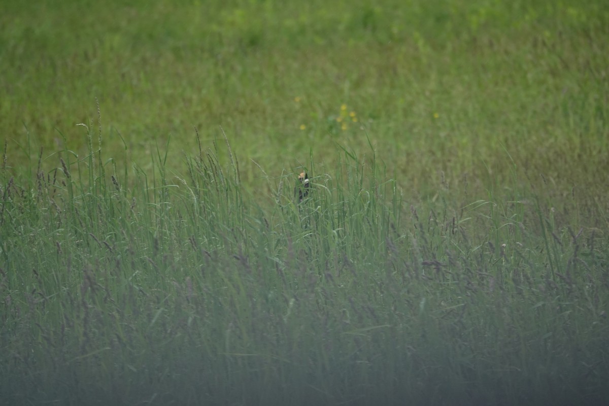 Bobolink - ML636324629