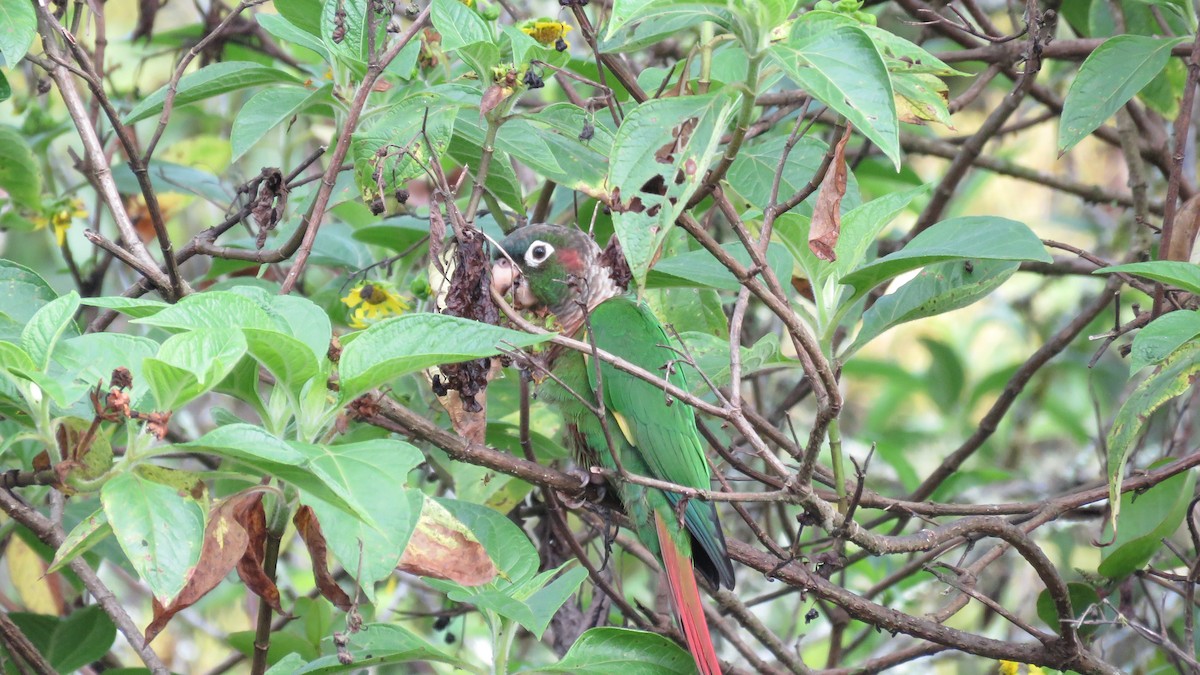 Brown-breasted Parakeet - ML636324631