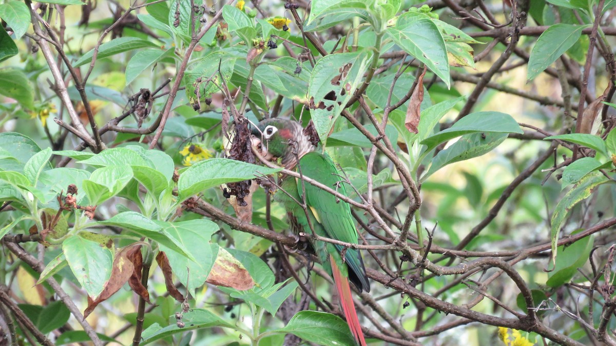 Brown-breasted Parakeet - ML636324632
