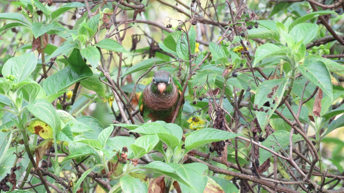 Brown-breasted Parakeet - ML636324633