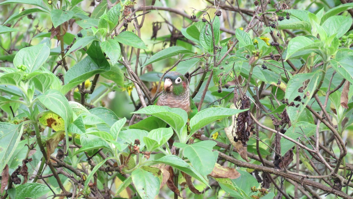 Brown-breasted Parakeet - ML636324634