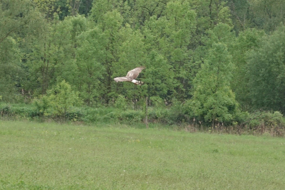 Northern Harrier - ML636324675