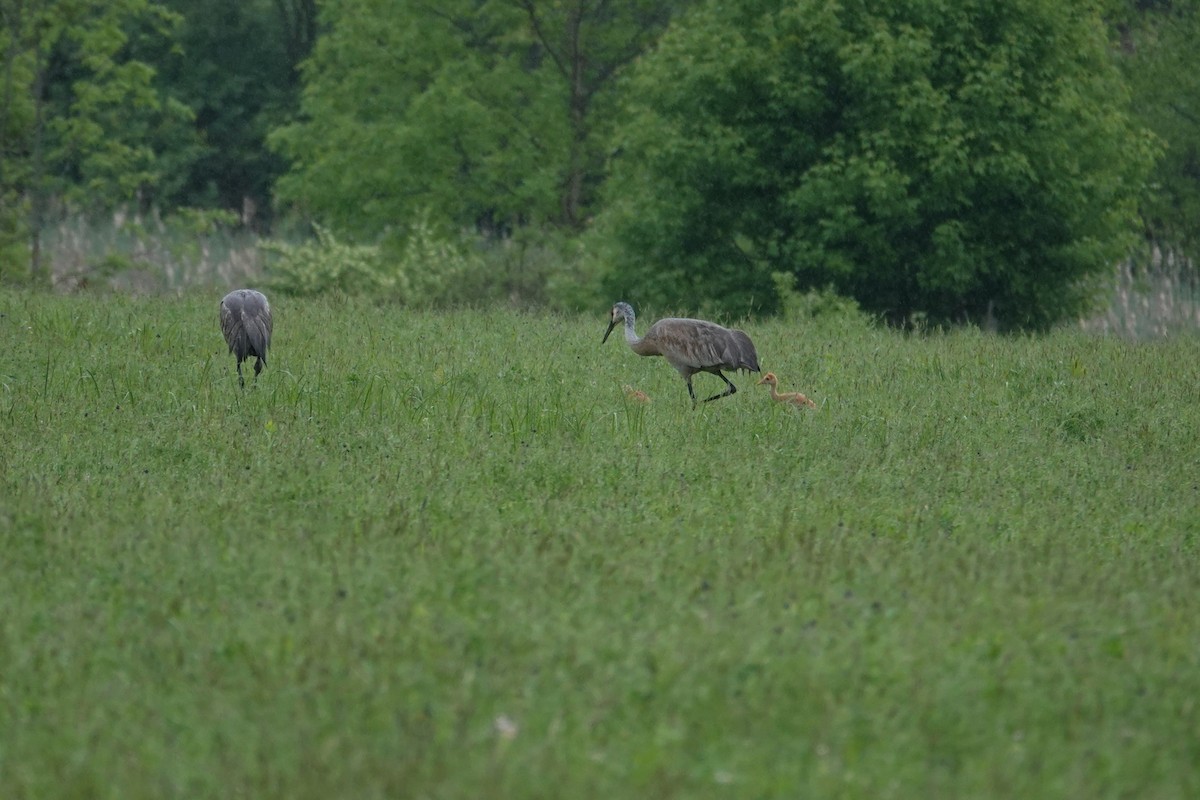 Sandhill Crane - ML636324700